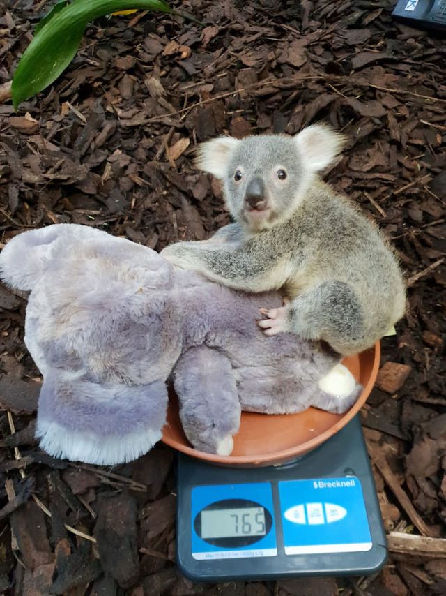 Як в зоопарках зважують тварин: кумедна фотодобірка - фото 412864
