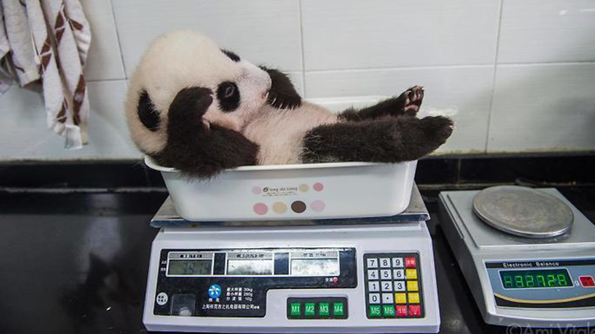 Як в зоопарках зважують тварин: кумедна фотодобірка