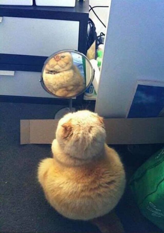 Домашні улюбленці і дзеркало: кумедні фото для гарного настрою - фото 412913