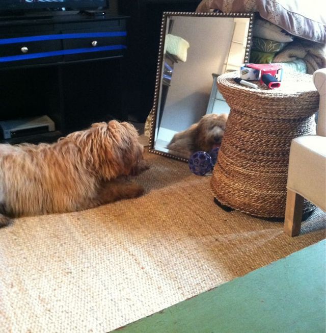 Домашні улюбленці і дзеркало: кумедні фото для гарного настрою - фото 412914