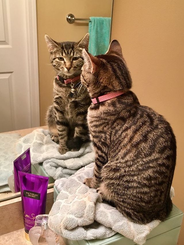 Домашні улюбленці і дзеркало: кумедні фото для гарного настрою - фото 412919