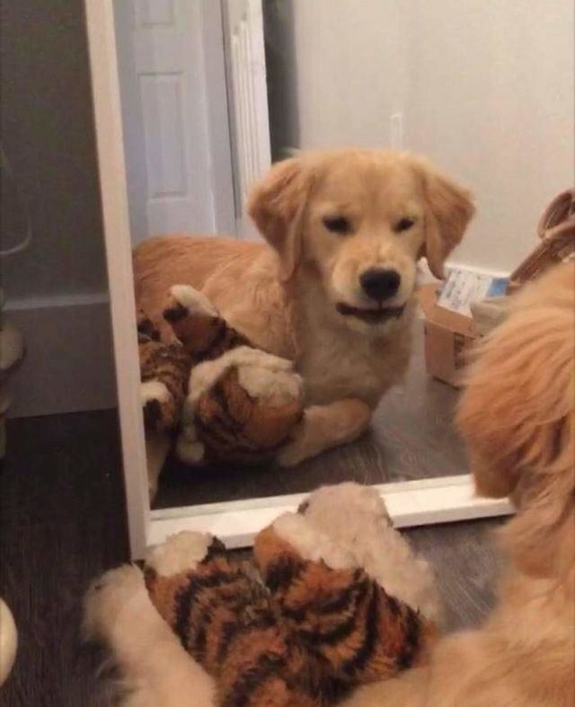 Домашні улюбленці і дзеркало: кумедні фото для гарного настрою - фото 412921