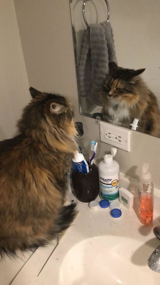 Домашні улюбленці і дзеркало: кумедні фото для гарного настрою - фото 412925