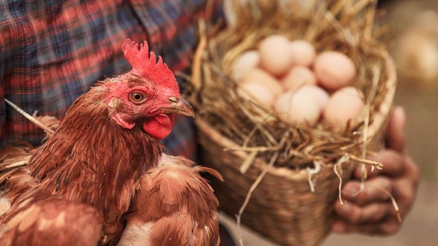 Вчені встановили, коли люди змогли одомашнити курей - фото 412971