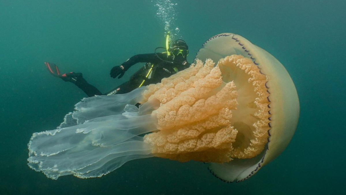 Медуза ціанея - фото 1