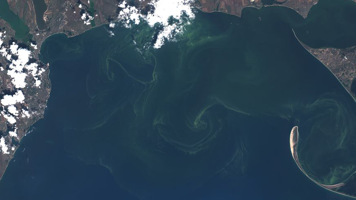 Чорне море знову стало зеленим: у мережі діляться знімками незвичайного явища