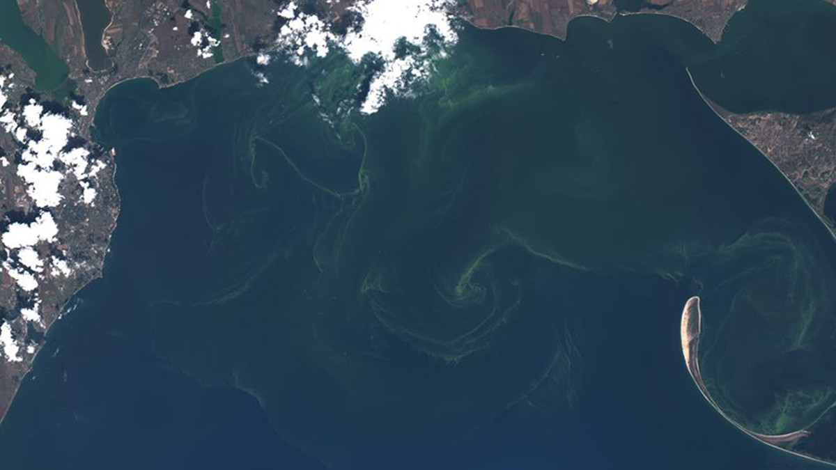 Чорне море позеленіло - фото 1
