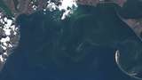 Чорне море знову стало зеленим: у мережі діляться знімками незвичайного явища