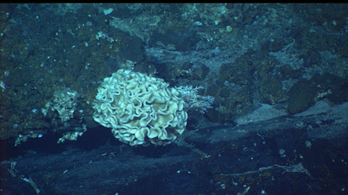 У Тихому океані помітили гігантські одноклітинні організми: фотофакт