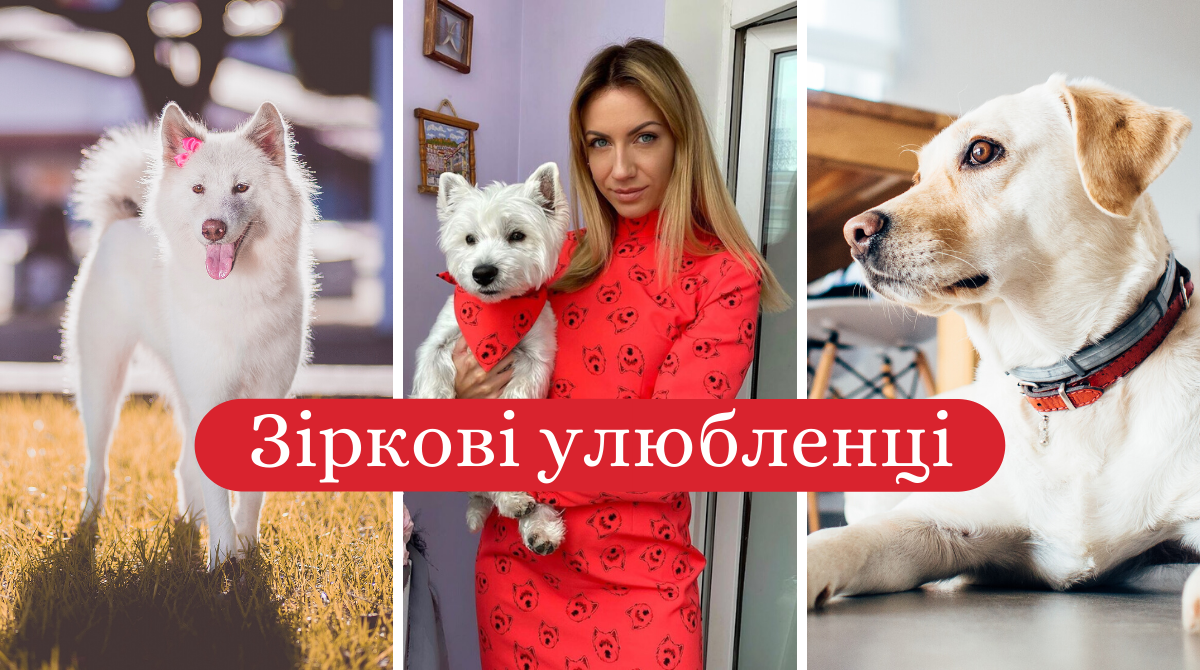 зіркові улюбленці - фото 1