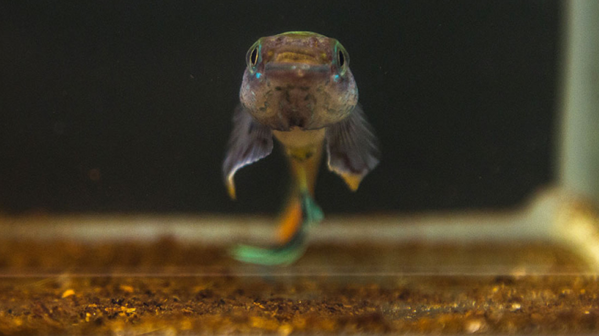 Як риби заселяють порожні водойми - фото 1