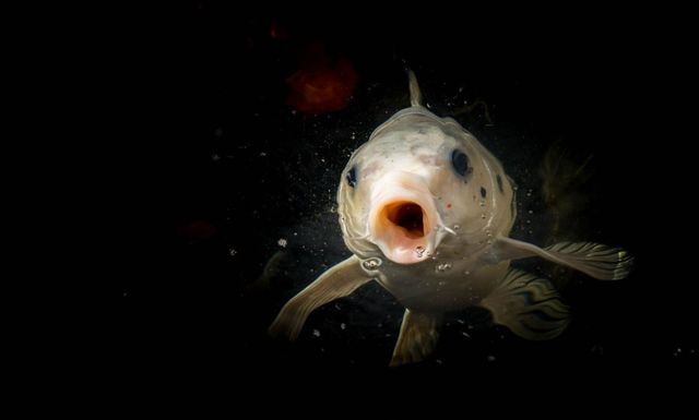 Учені з'ясували, звідки беруться риби у порожніх водоймах - фото 413740