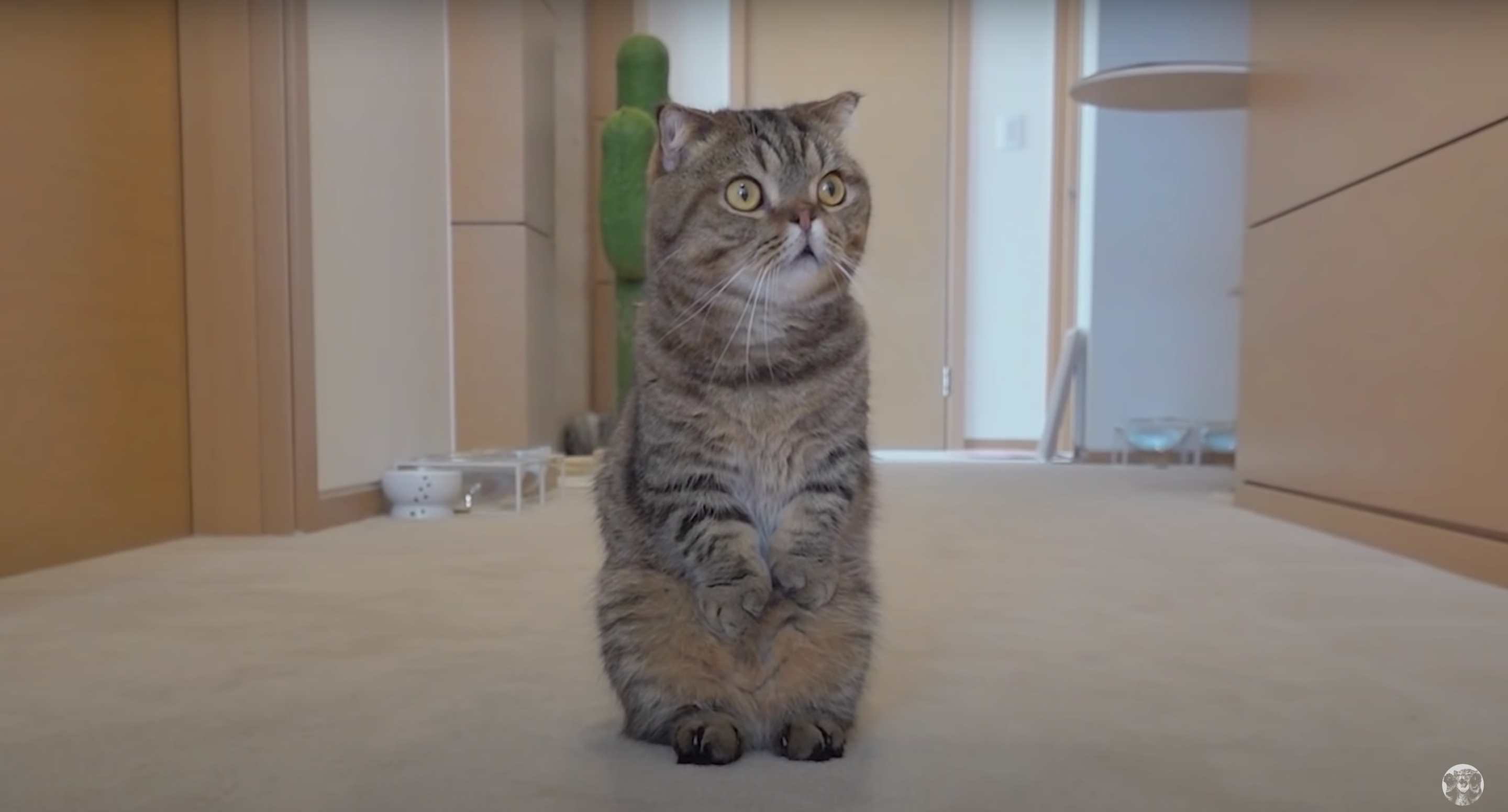 Блогерка показала, як "зламати" котів за допомогою лотків з-під яєць