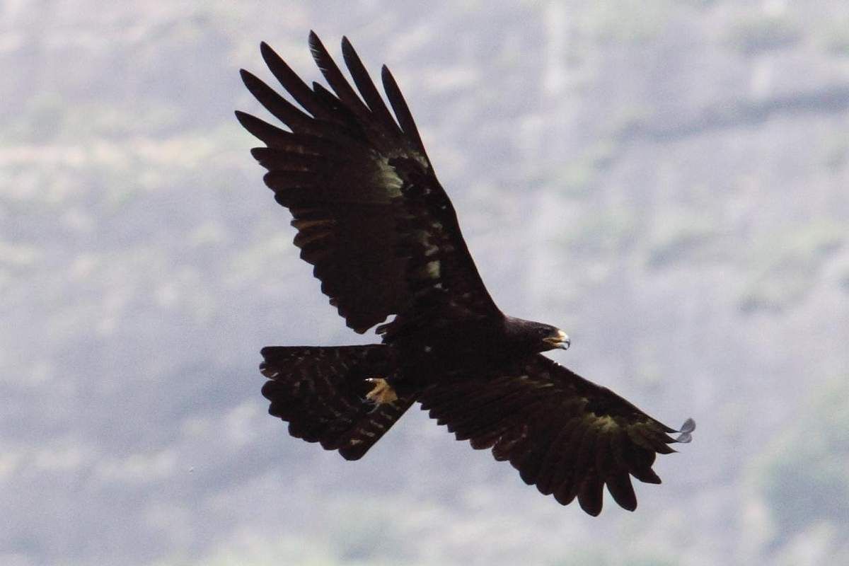 Як орел акулу впіймав: вражаюче відео