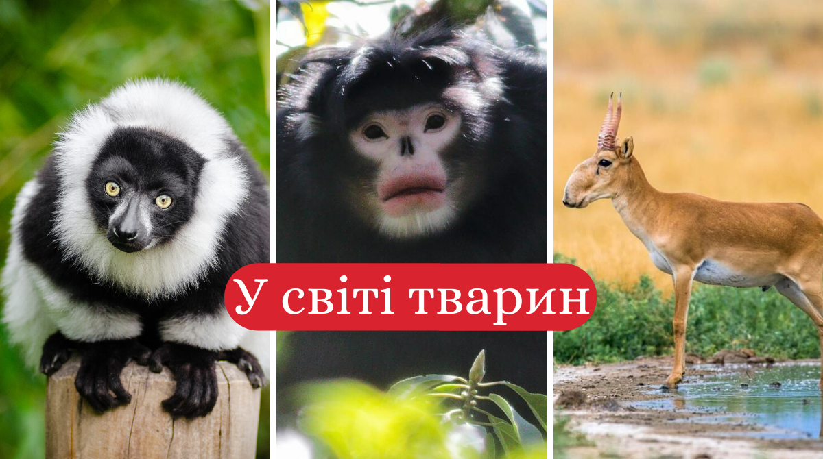 Носач, квока, риба-крапля: ТОП 10 тварин, яких ви не бачили, а тепер не зможете забути