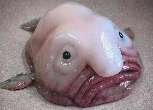 Носач, квока, риба-крапля: ТОП 10 тварин, яких ви не бачили, а тепер не зможете забути - фото 414502