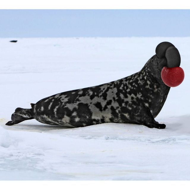 Носач, квока, риба-крапля: ТОП 10 тварин, яких ви не бачили, а тепер не зможете забути - фото 414504