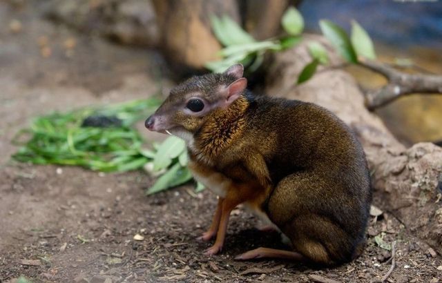 Носач, квока, риба-крапля: ТОП 10 тварин, яких ви не бачили, а тепер не зможете забути - фото 414506