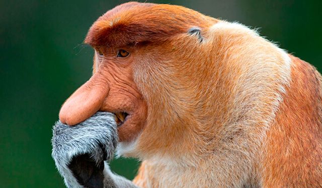 Носач, квока, риба-крапля: ТОП 10 тварин, яких ви не бачили, а тепер не зможете забути - фото 414508