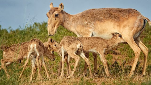Носач, квока, риба-крапля: ТОП 10 тварин, яких ви не бачили, а тепер не зможете забути - фото 414511