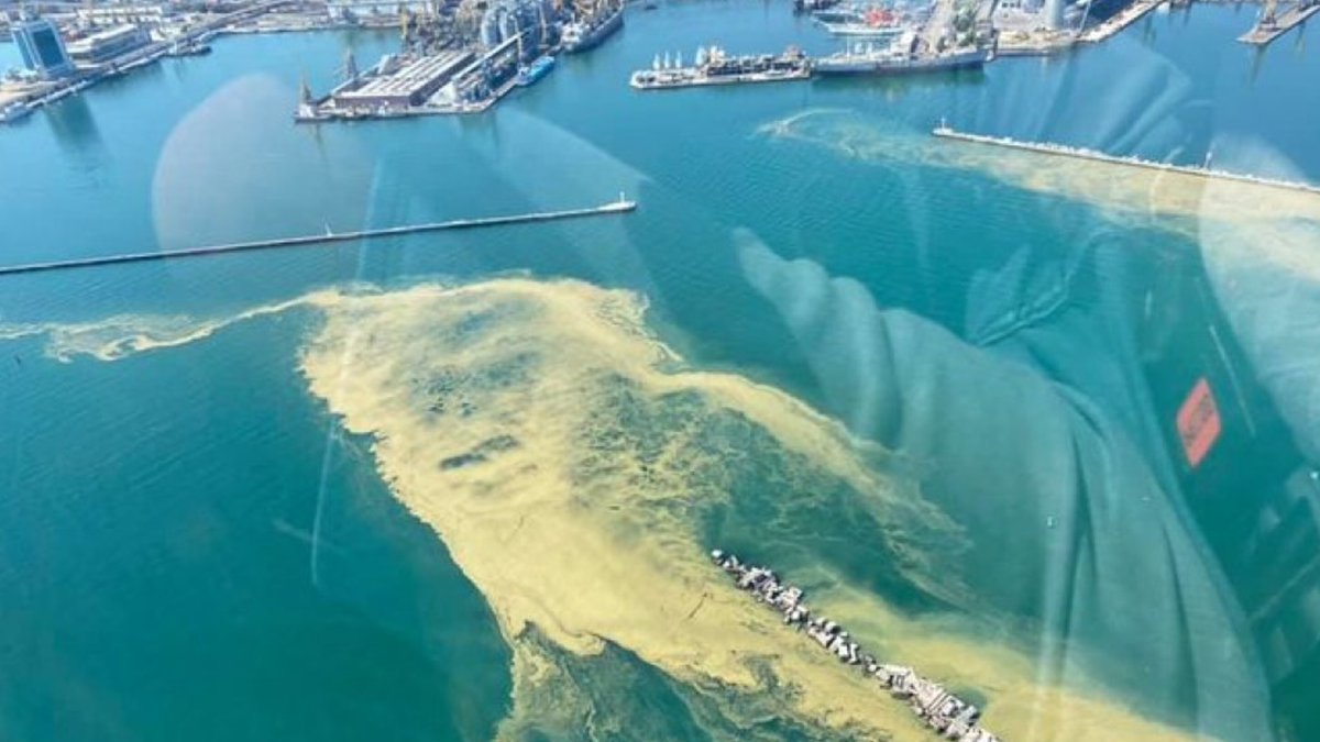 Цвітіння Чорного моря - фото 1