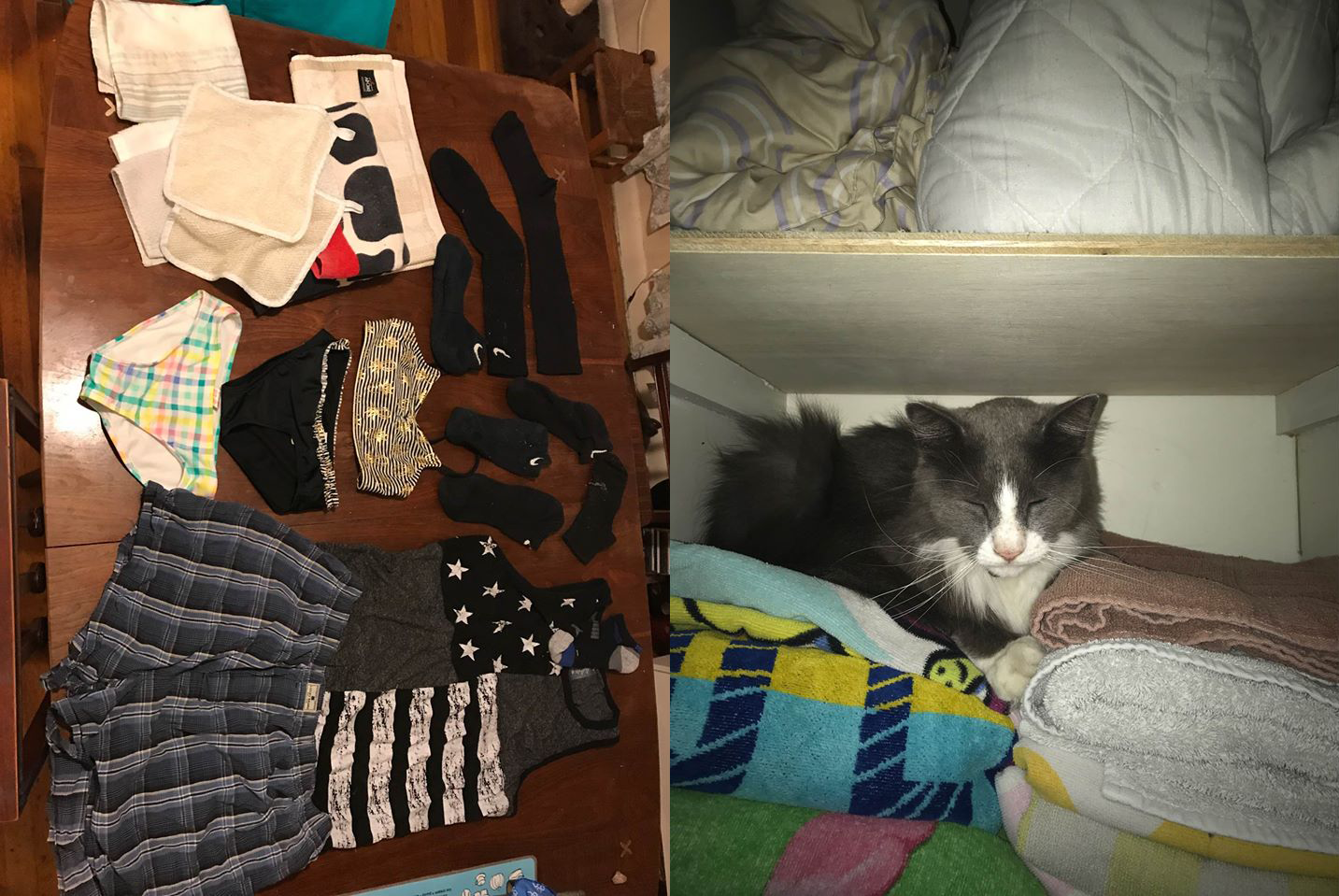 Кіт регулярно цупив сусідський одяг на карантині - фото 1