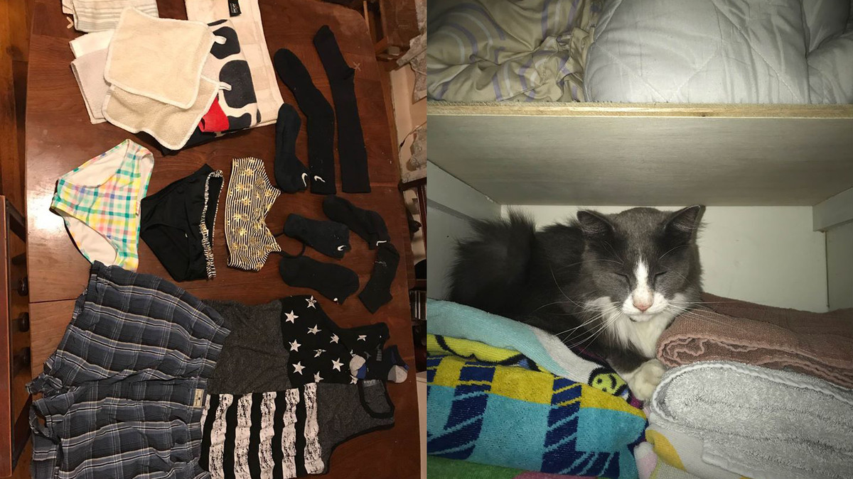 Кіт регулярно цупив сусідський одяг на карантині - фото 1
