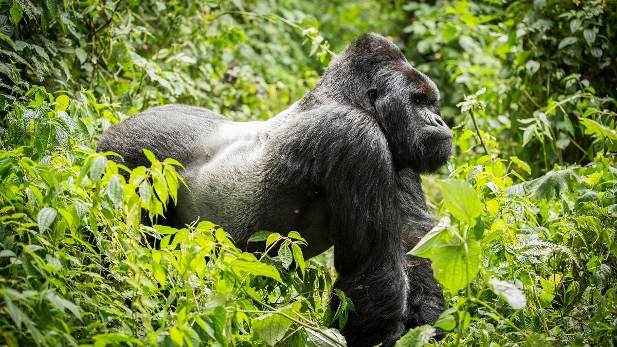 У Нігерії потрапили в об'єктив фотопастки найрідкісніші у світі горили - фото 1