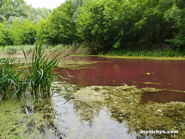 Біля Чернігова озеро у старовинному парку стало рожевого кольору: фотофакт - фото 415042