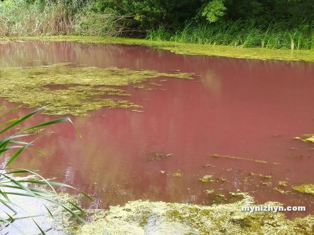 Біля Чернігова озеро у старовинному парку стало рожевого кольору: фотофакт - фото 415043