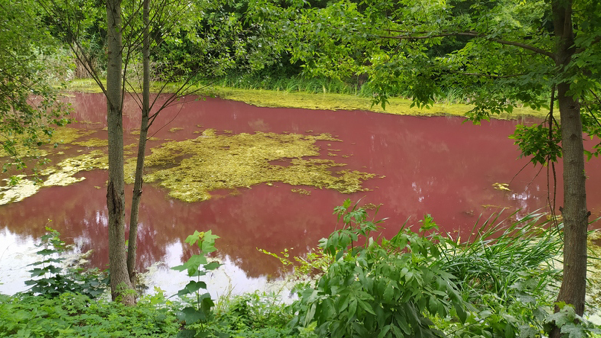 Біля Чернігова озеро у старовинному парку стало рожевого кольору: фотофакт