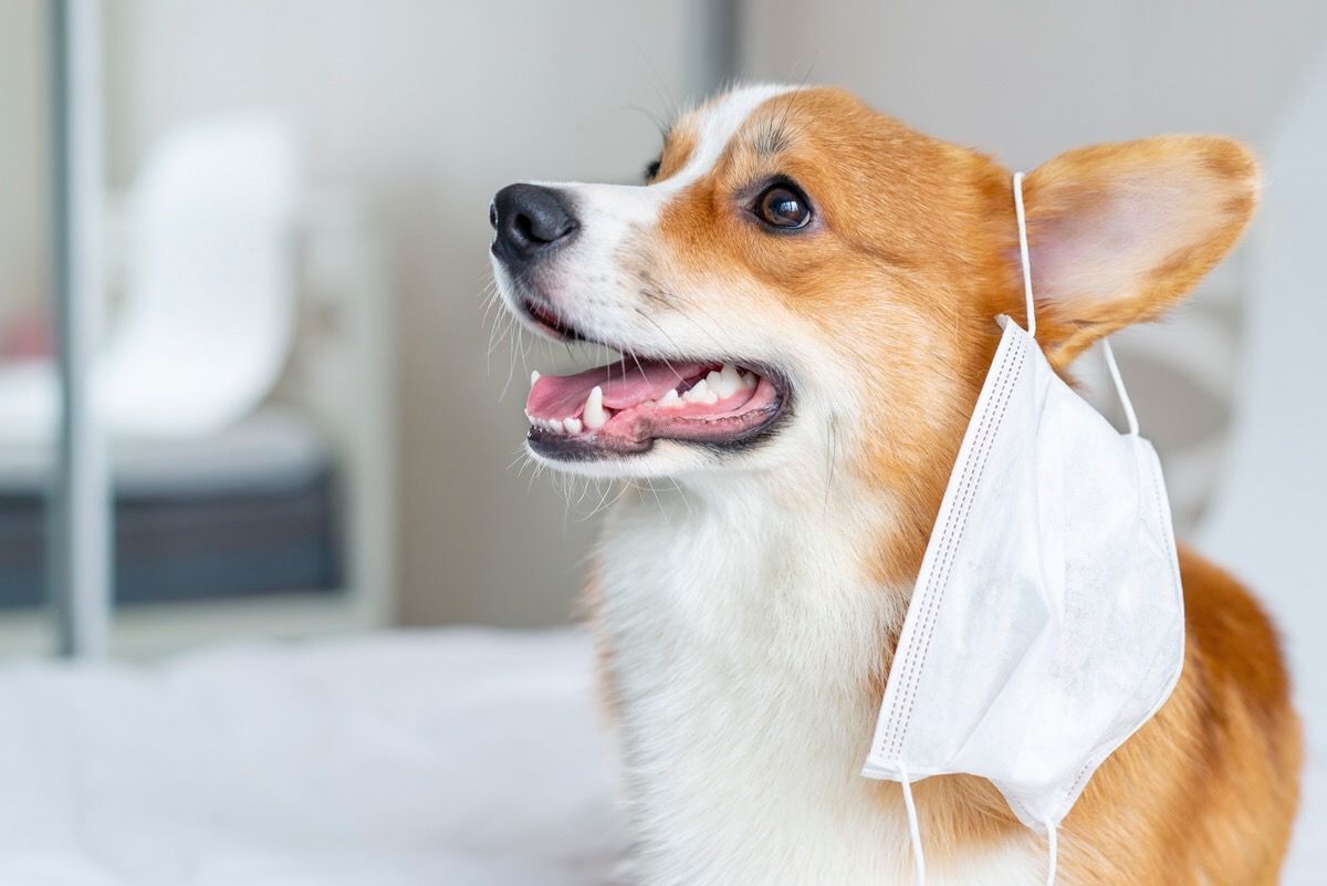 В ОАЕ хворих на коронавірус шукатимуть за допомогою собак