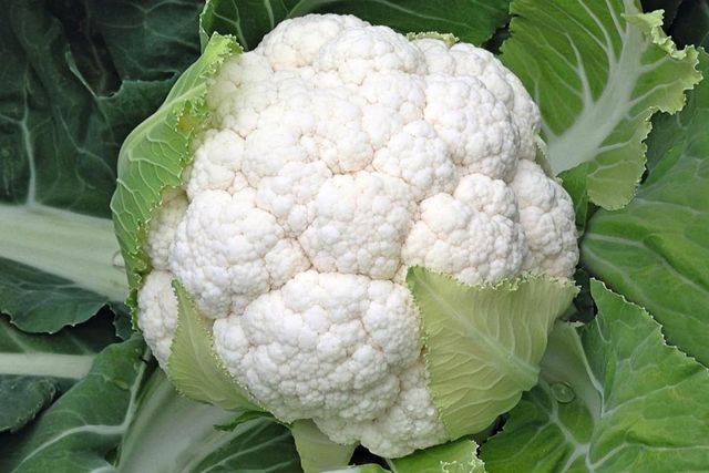 Не ігноруйте звичайну і цвітну капусту - фото 415293