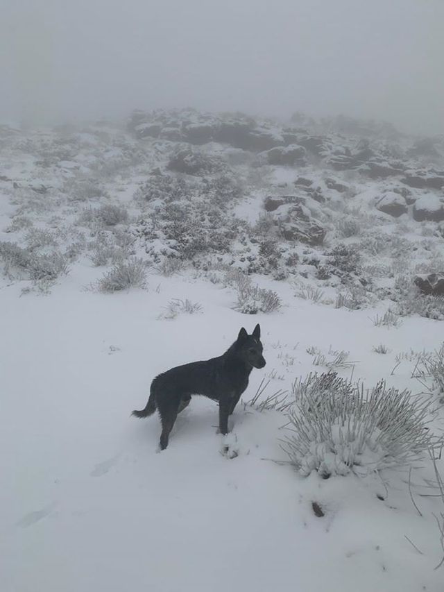Південну Африку засипало снігом: вражаючі кадри - фото 416071