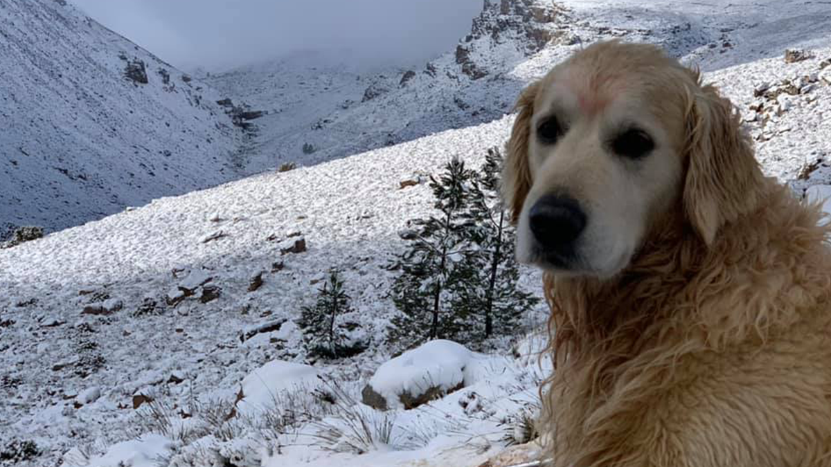 Південну Африку засипало снігом: вражаючі кадри