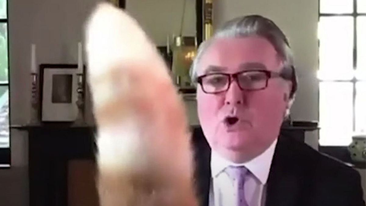 Шотландський депутат говорив про серйозні речі по Zoom, але тут прийшов кіт: вірусне відео