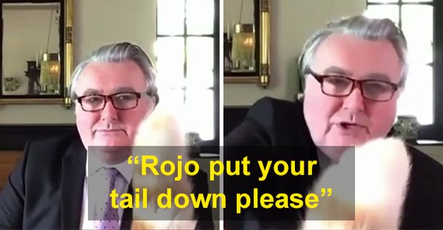 Шотландський депутат говорив про серйозні речі по Zoom, але тут прийшов кіт: вірусне відео - фото 416155