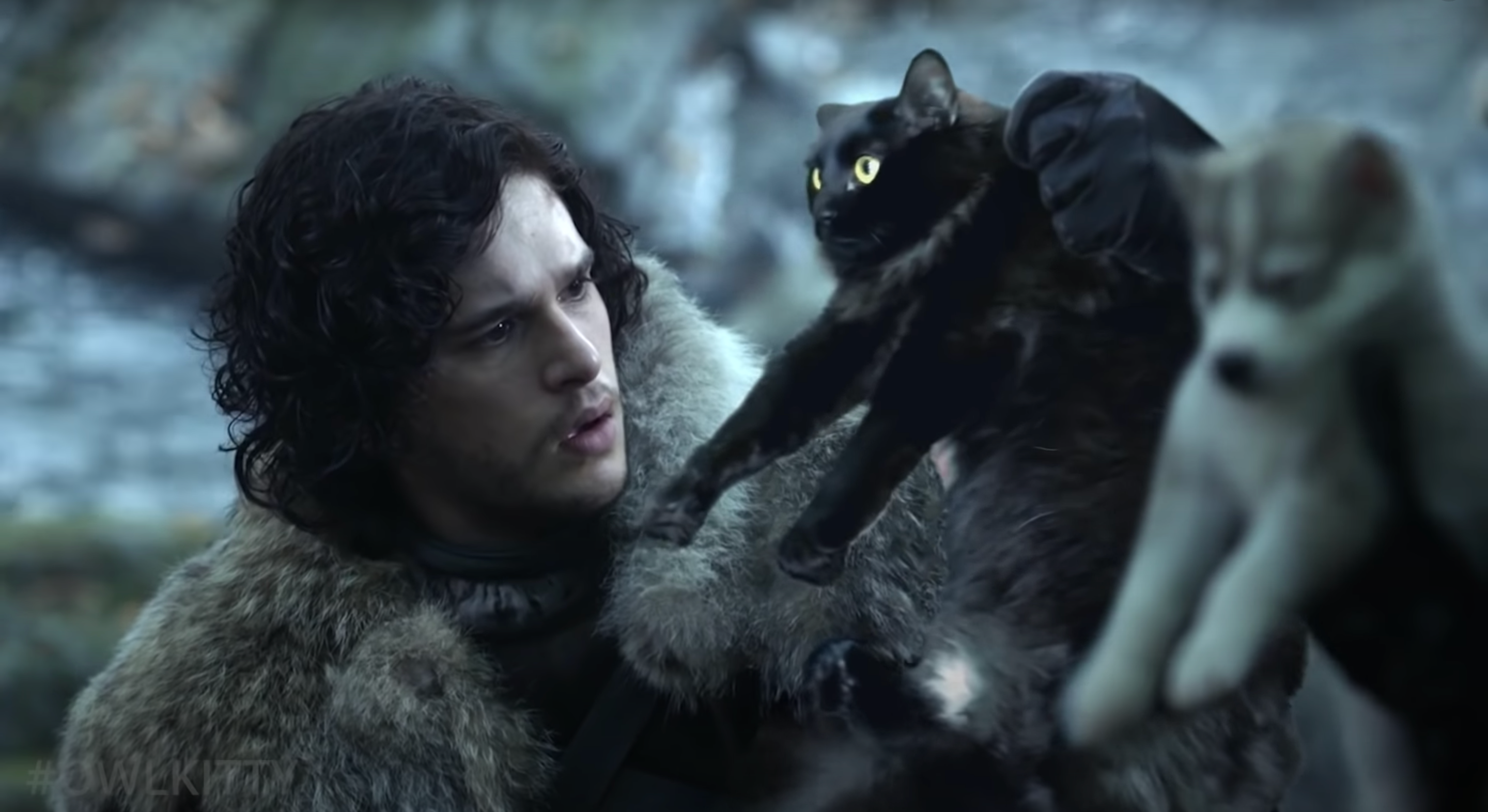 Кішка Ліззі стала героїнею серіалу Гра престолів - фото 1