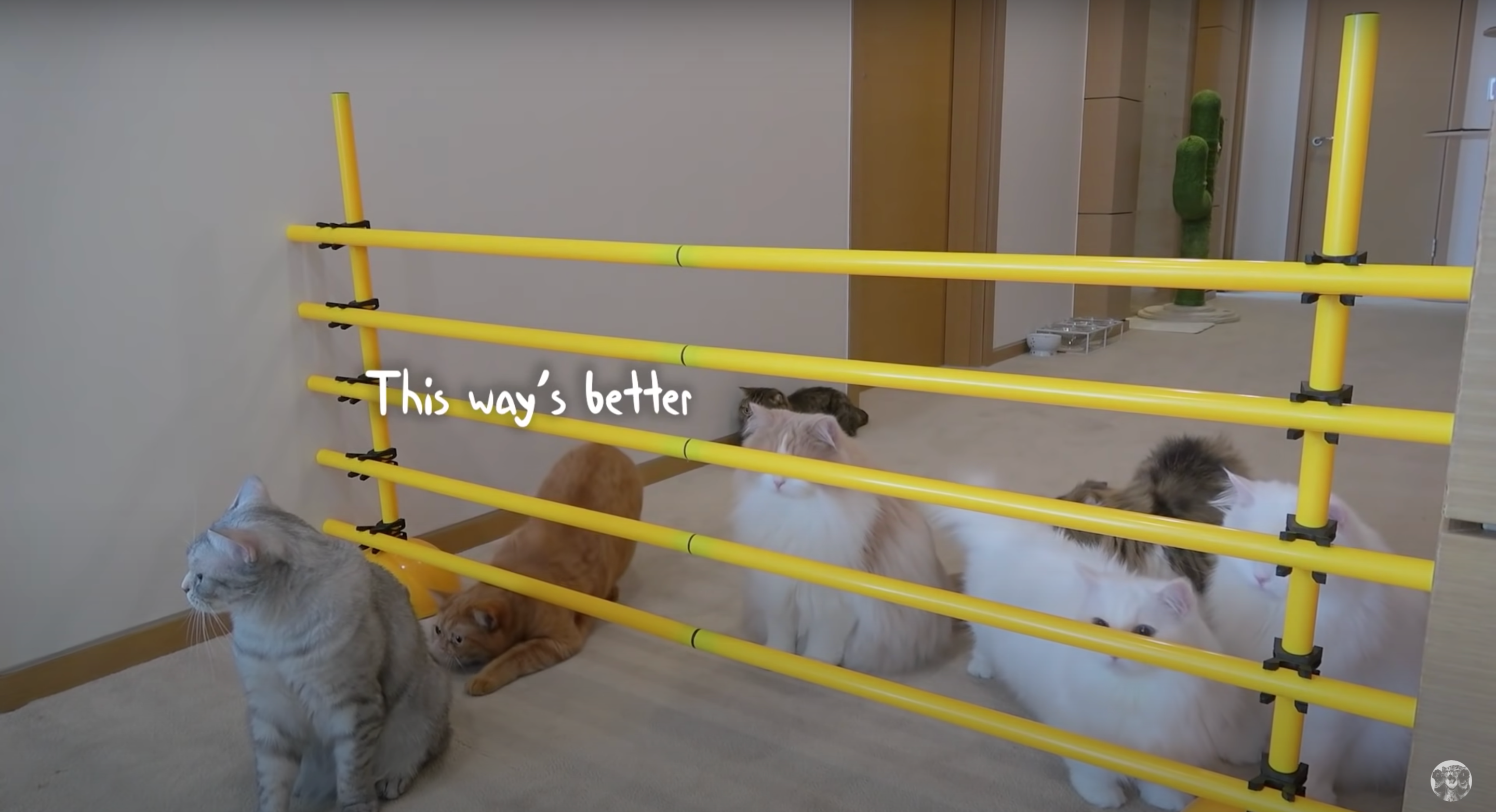 Дивіться, як коти з різним темпераментом долають смугу перешкод: смішне відео