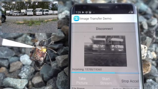 Світ очима Людини-Мурахи: учені створили мініатюрну камеру GoPro для комах - фото 416344