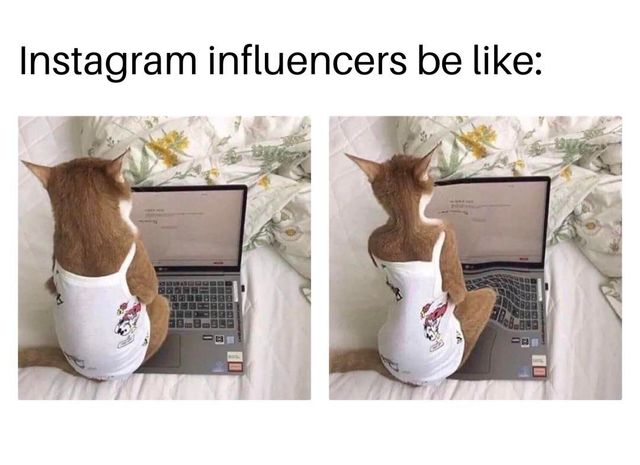 Типова блогерка: мем з котом підкорив мережу - фото 416492