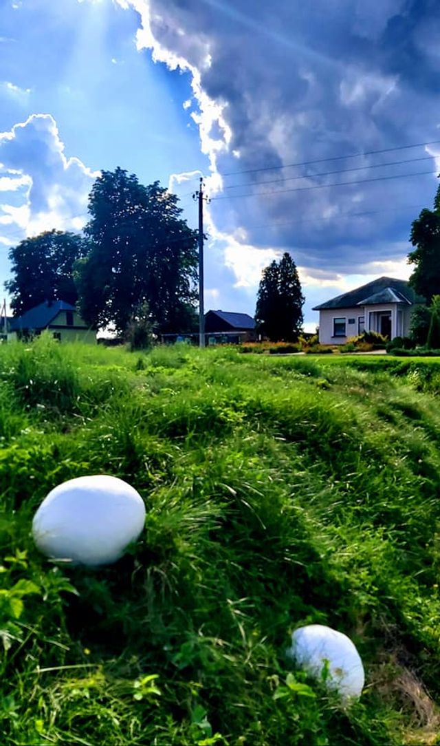 В Україні знайшли гігантський гриб: вражаюче фото - фото 416932