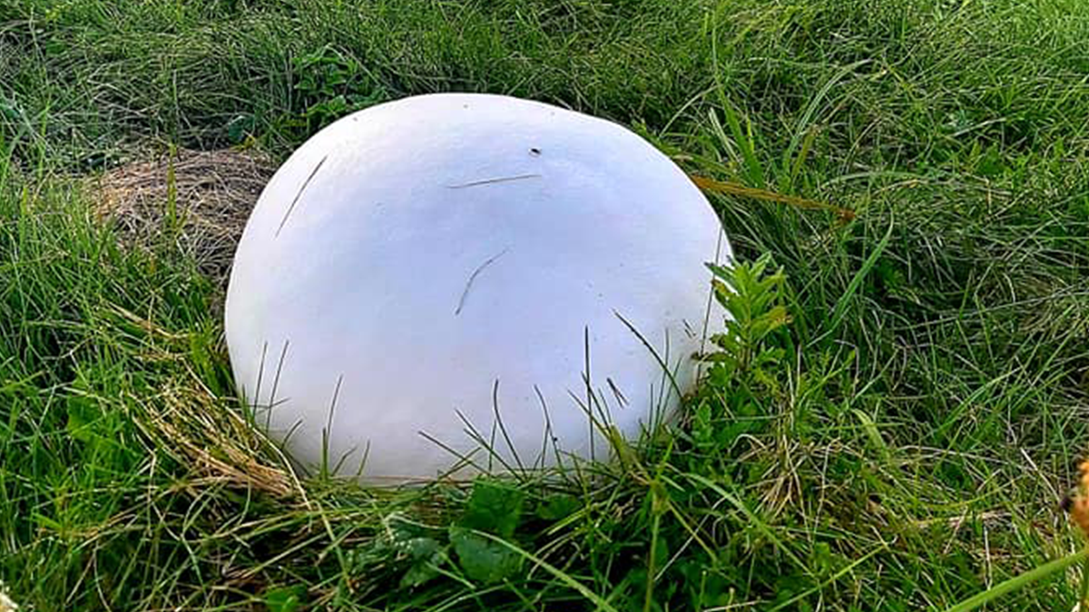 В Україні знайшли гігантський гриб: вражаюче фото