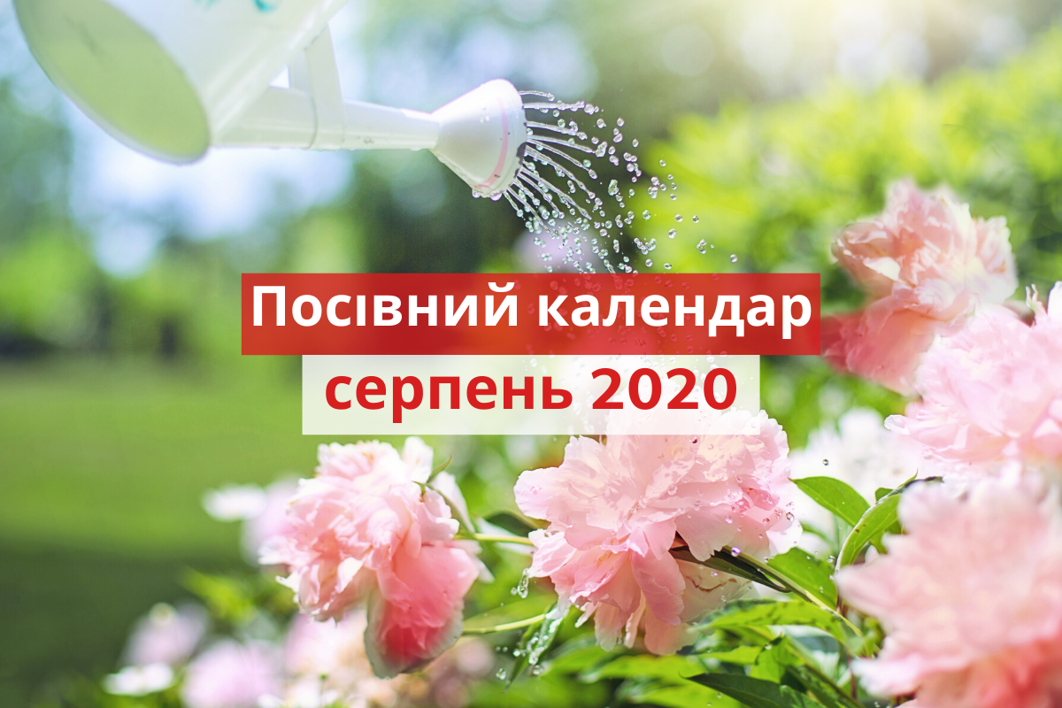 Місячний посівний календар на серпень 2020: коли і що садити