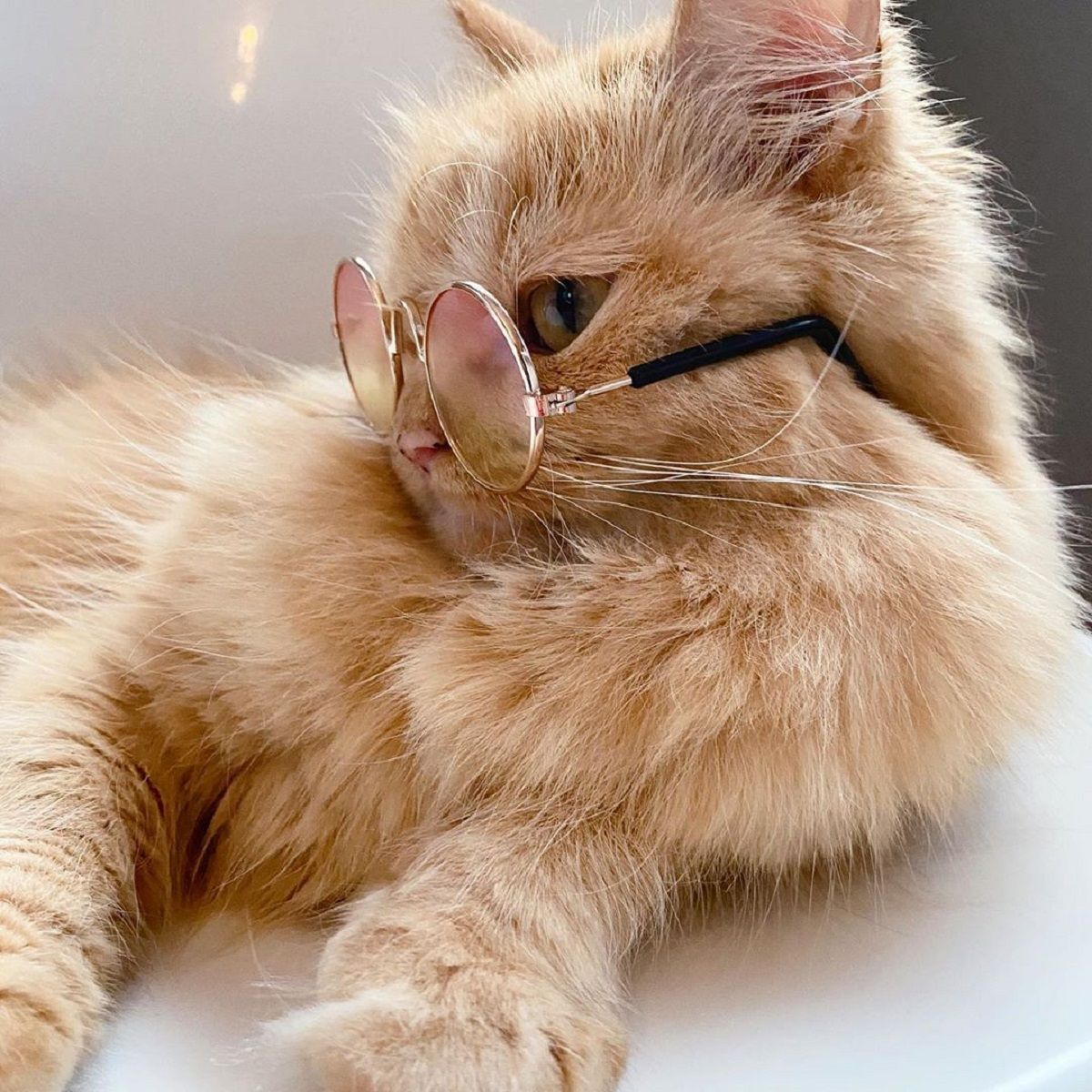 Ці коти підкорили TikTok, адже допомагають побороти сум (відео)