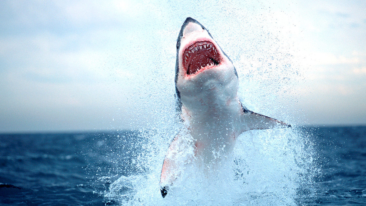 Букмекери почали приймати ставки на міграцію білих акул - фото 1