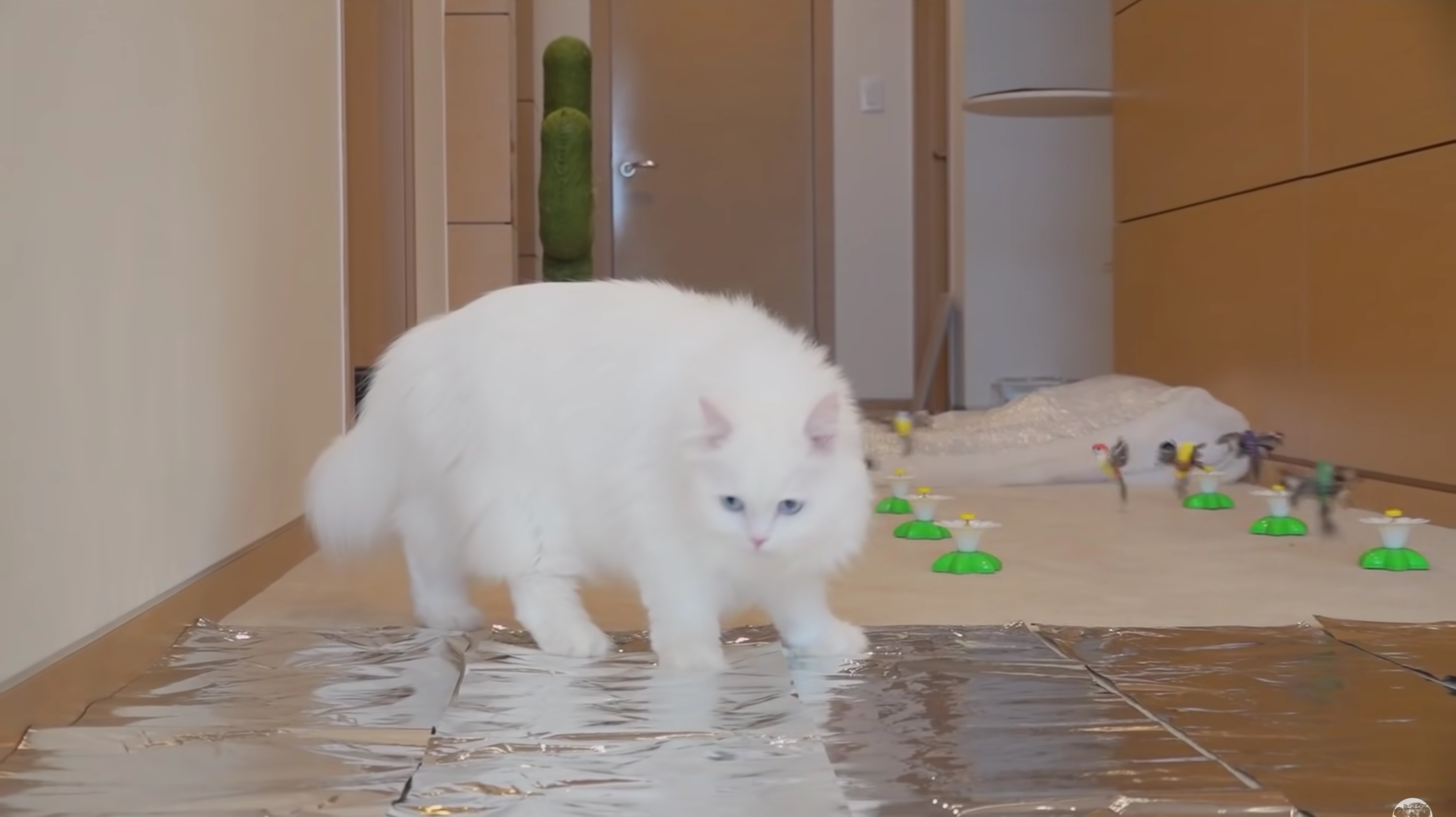 На домашніх улюбленців очікував котячий триатлон - фото 1