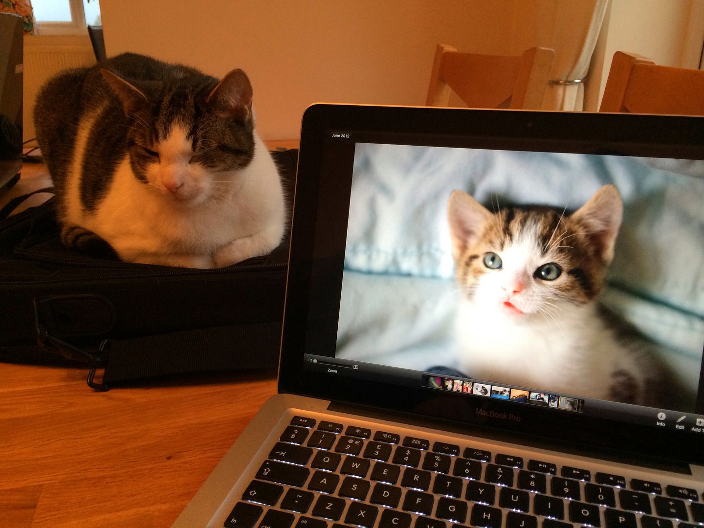 Чому не варто ігнорувати котів: епічне відео підкорило Reddit