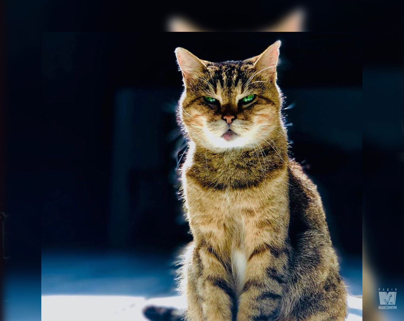 Улюблениця туристів: знаменита кішка Глі залишиться мешканкою мечеті Айя-Софія у Стамбулі