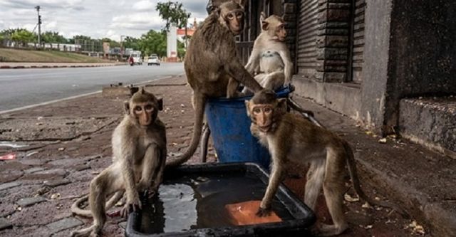 Мавпи захопили місто в Таїланді: вражаючі фото - фото 418207